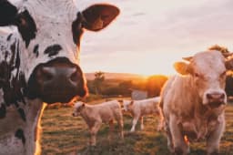 Land- & Forstwirtschaft