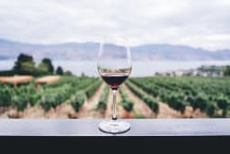 Weinbau & Gastronomie